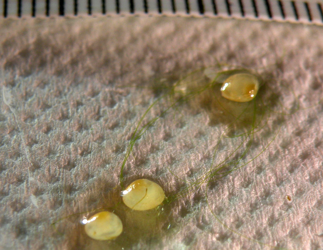 Piccolo bivalve in una fontana